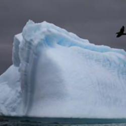 Antarktika'da ilk kez kuş gribi görüldü