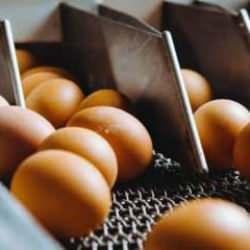 Yumurta üreticisi 12 firmaya 'kartel' cezası