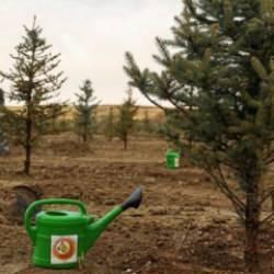 11 Kasım'da 5 milyon 2023 fidan toprakla buluşturulacak