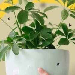 Çiçek sinekleri nasıl yok edilir? Çiçek sinekleri için kesin çözüm… 