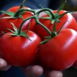 5 aylık hasat döneminde rekor: 500 ton domates üretildi!
