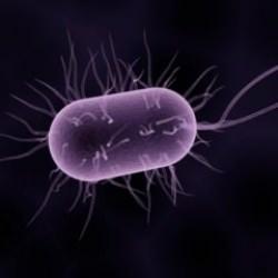 İlk vaka ortaya çıktı: ABD'de vahşi doğada ilk kez 'vampir virüsler' keşfedildi!