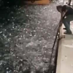 Yunanistan'da binlerce balık kıyıya vurdu