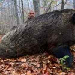 Tokat&rsquo;ta avcılar 459 kilo ağırlığında domuz avladı