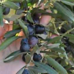 AB tescilli! 30 bin &ccedil;ift&ccedil;inin ge&ccedil;im kapısı oluyor