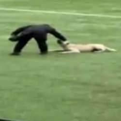 Amatör Lig'de sahaya giren köpekler maçı durdurdu