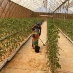 İsrail'de ekonomi batıyor! Afrika'dan işçi toplamaya başladılar 