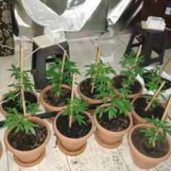 İzmir'de zehir tacirlerine baskın