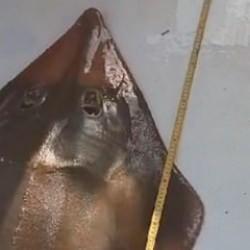 Koruma altındaki 'insan yüzlü' balık, denize geri bırakıldı