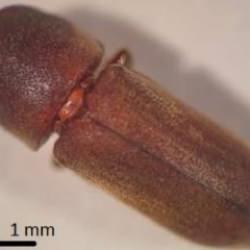 T&uuml;rkiye'de ilk kez Sakarya'da g&ouml;r&uuml;ld&uuml;