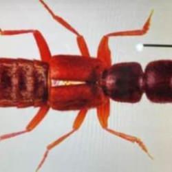 Sivas'ta yeni bir b&ouml;cek t&uuml;r&uuml; keşfedildi; Medon turcicus