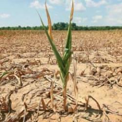 T&uuml;rkiye'de tarımsal kuraklık nedir, kuraklıkla m&uuml;cadele y&ouml;ntemleri nelerdir? İSKİ Baraj doluluk oranları