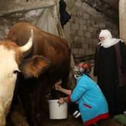 Yaşlı &ccedil;iftin ineklerini Vefa Ekipleri sağdı