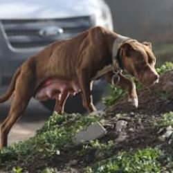 3 bakanlık k&ouml;pek sorunuyla ilgili harekete ge&ccedil;ti