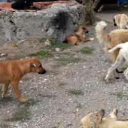 Başıboş köpek sorunu 20 ayda 53 can aldı!