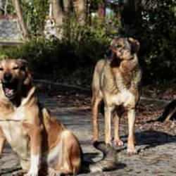 Erdoğan talimat vermişti! Bakan Tunç'tan başıboş sokak köpeği açıklaması