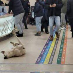 Önce Kocaeli şimdi Göztepe Devlet Hastanesi! Köpek fotoğrafları tepki çekti