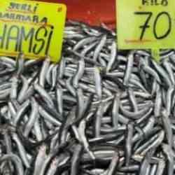 Büyük balık küçük balığı yiyemedi, hamsi bollaştı