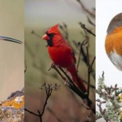 Pratik mi yoksa teorik biri misiniz? Seçtiğiniz kuşa göre kişilik testi karakteriniz hakkında ne söylüyor?