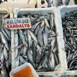 Sardalya ve hamsi balıkçıların yüzünü güldürüyor