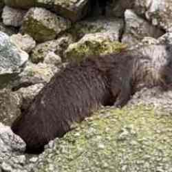 B&uuml;y&uuml;k&ccedil;ekmece'nin 'Maskot'u &ouml;l&uuml; halde bulundu 
