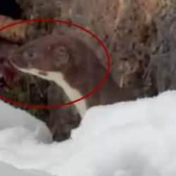 Küçük yırtıcı Sinop'ta görüldü: Masum görüntüsü aldatmasın! 