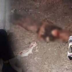 Adli tıp raporu ortaya çıktı: Başıboş köpekler parçalayarak katletti