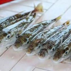 Balon balığı 7 kişiyi hastanelik etti! En zehirlisi çıktı