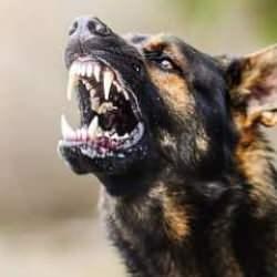 Vatandaşı tehlikeden koruyan kanuna aykırı hareket ediyorlar! "Halka doğrultulmuş silah!"