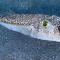 İskenderun'da balon balığı yiyen 7 kişilik aile zehirlendi