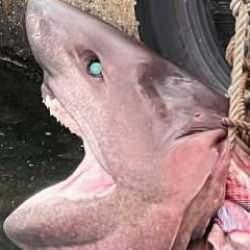 Mersin'de kıyıya vurdu: Nasıl geldiği bilinmiyor