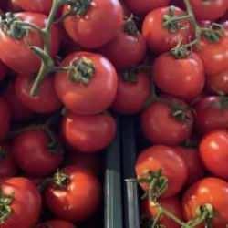 Türkiye'nin domates ihracatı 2023'te yüzde 42 arttı