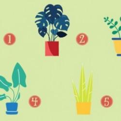 Var olma sebebiniz nedir? Seçtiğiniz bitkiye göre kişilik testi analizi