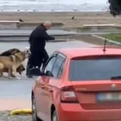 Başıboş sokak k&ouml;pekleri sahilde gezen bir vatandaşa saldırdı! 