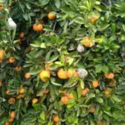 Marketlerde kilosu 25 TL: Alıcı bulamayan üretici mandalinayı ağaçta çürümeye bıraktı