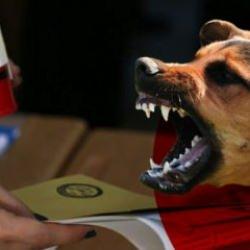 Taha Kılın&ccedil;: 'Hayvansever' ruh hastalarından size oy gelmez