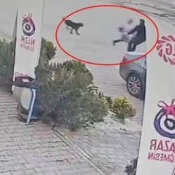 Başıboş k&ouml;pek dehşeti bitmiyor!