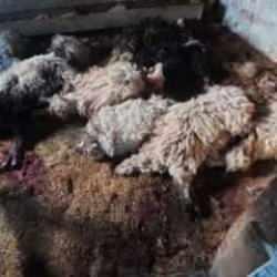 Kapıyı kemirip ahıra giren kurtlar, 30 k&uuml;&ccedil;&uuml;şbaşı &ouml;ld&uuml;rd&uuml;!