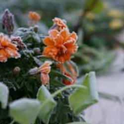 Bitkilerin soğuk havadan etkilendiğini nasıl anlarsınız? Soğuk havadan etkilenen bitkiye nasıl müdahale edilmeli?