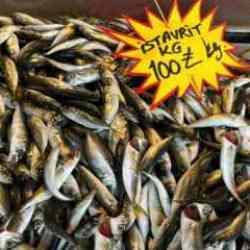 Deniz suyu sıcaklığı düşmedi, hamsi Gürcistan’a kaçtı