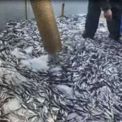 Gürcü karasularından giren hamsi balıkçıların yüzünü güldürdü