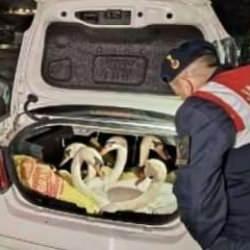 Jandarma bagajda buldu, 170 bin lira ceza kesildi!