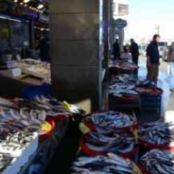 Hamsi artık kayıplarda