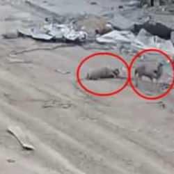 İsrail'in keskin nişancıları bunu da yaptı: Gazze'deki koyunları bile vurdular!