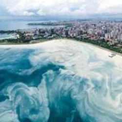 Müsilaj geri dönüyor, hamsi kaçıyor!