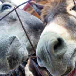 Rapor: Yılda 5.9 milyon eşek, derileri y&uuml;z&uuml;nden &ouml;ld&uuml;r&uuml;l&uuml;yor