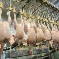 Tavuk eti üretimi yıllık bazda azaldı