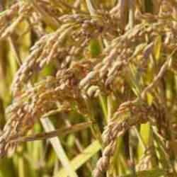 Çeltik tarlarında yapay zeka dönemi!