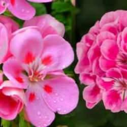 Itır çiçeği ve yaprağı faydaları nelerdir? Itır çiçeği nasıl kullanılır, ıtır çiçeği yağı faydaları...