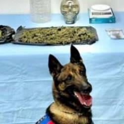 Jandarma zehir tacirlerine geçit vermiyor:  8 gözaltı 